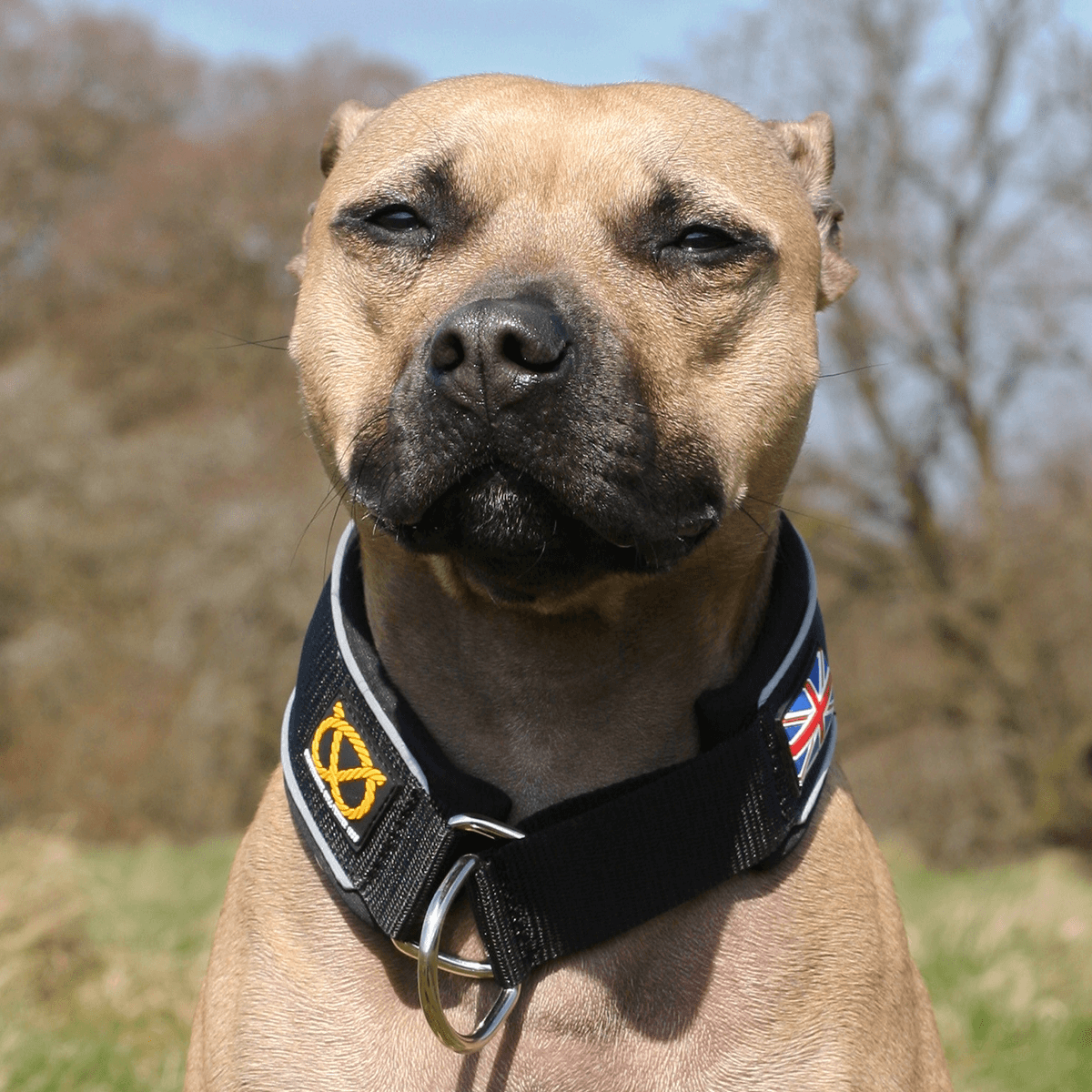 Martingale Collar - Staffordshire Bull Terrier 1935®