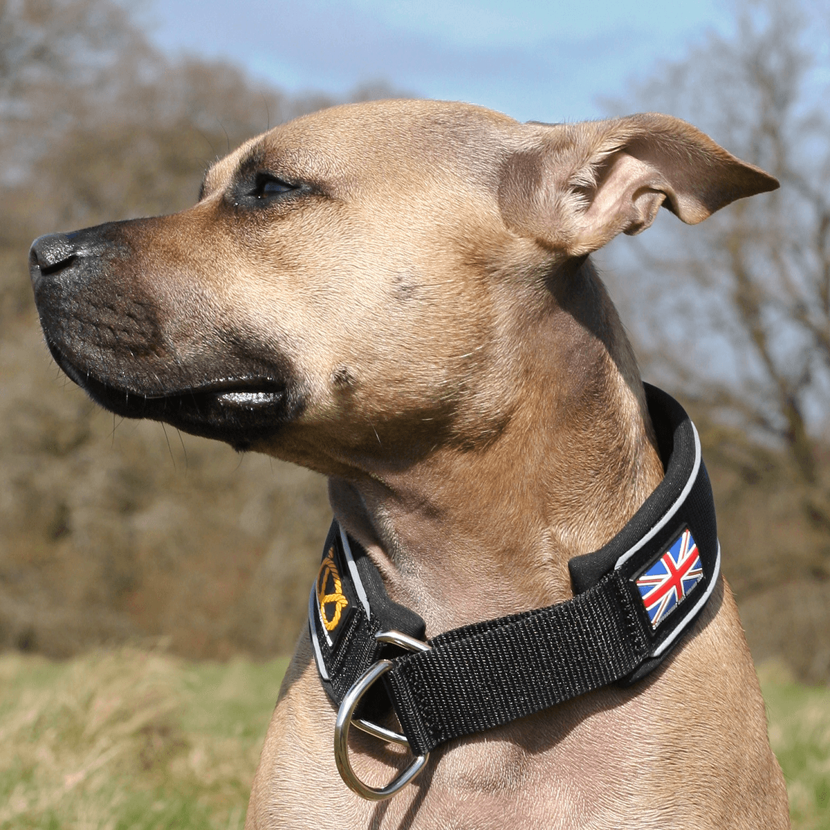 Martingale Collar - Staffordshire Bull Terrier 1935®