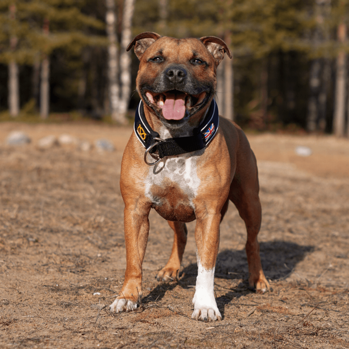 Martingale Collar - Staffordshire Bull Terrier 1935®