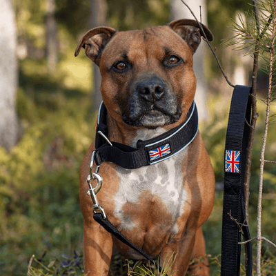 Staffordshire Bull Terrier 1935® Laisse en Nylon - Noir - Normale