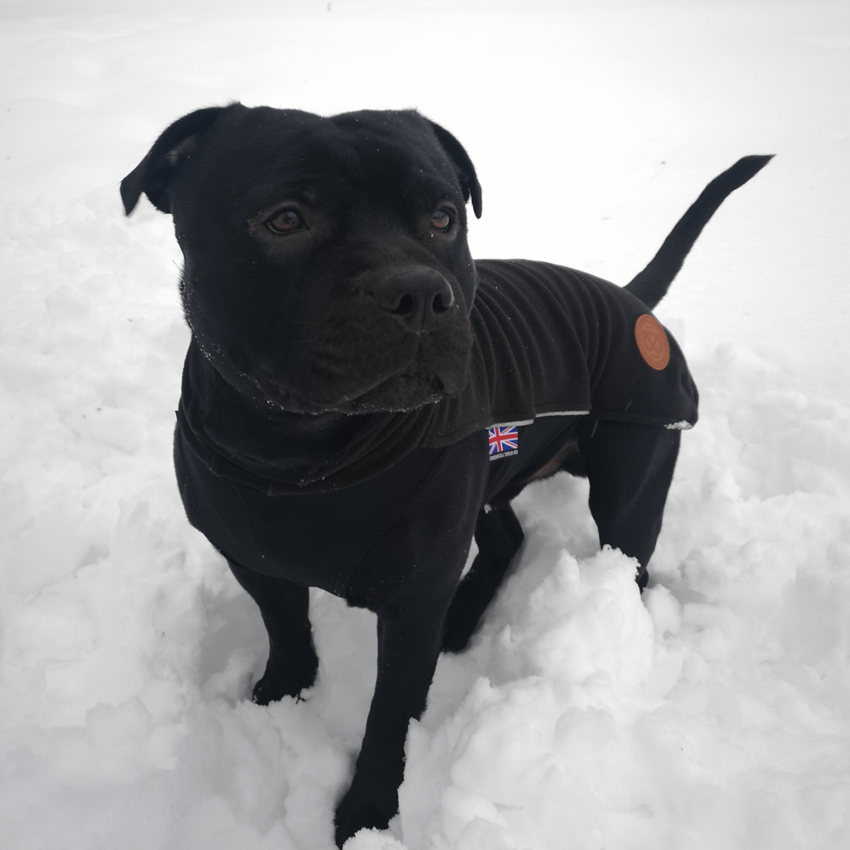 Fleece Coat Staffordshire Bull Terrier 1935®