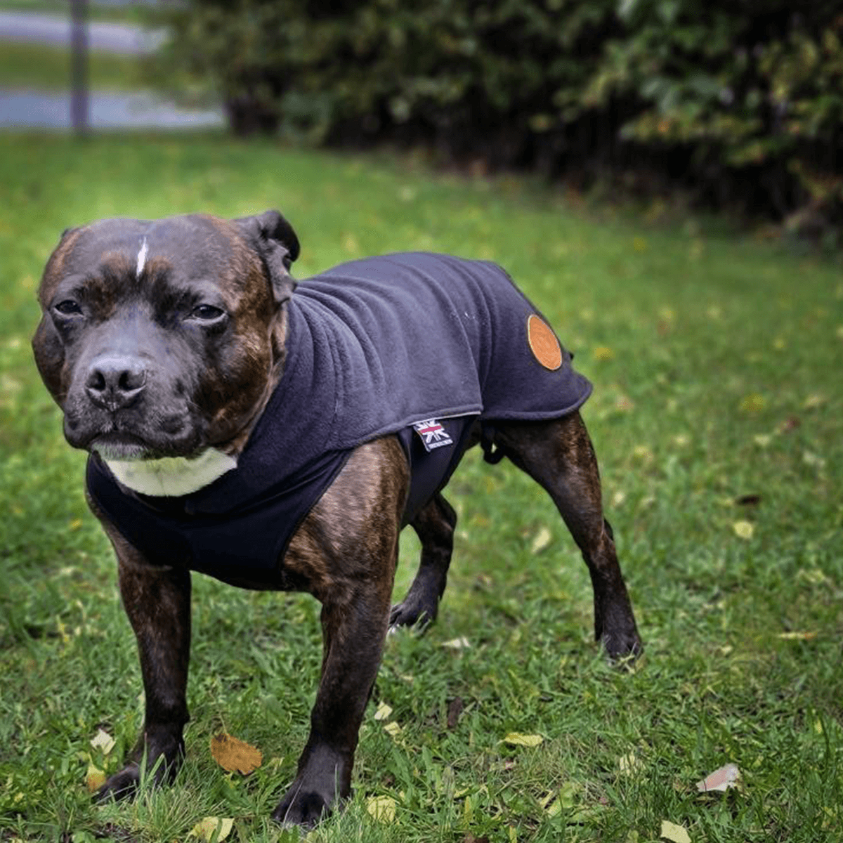 Fleece Coat Staffordshire Bull Terrier 1935®