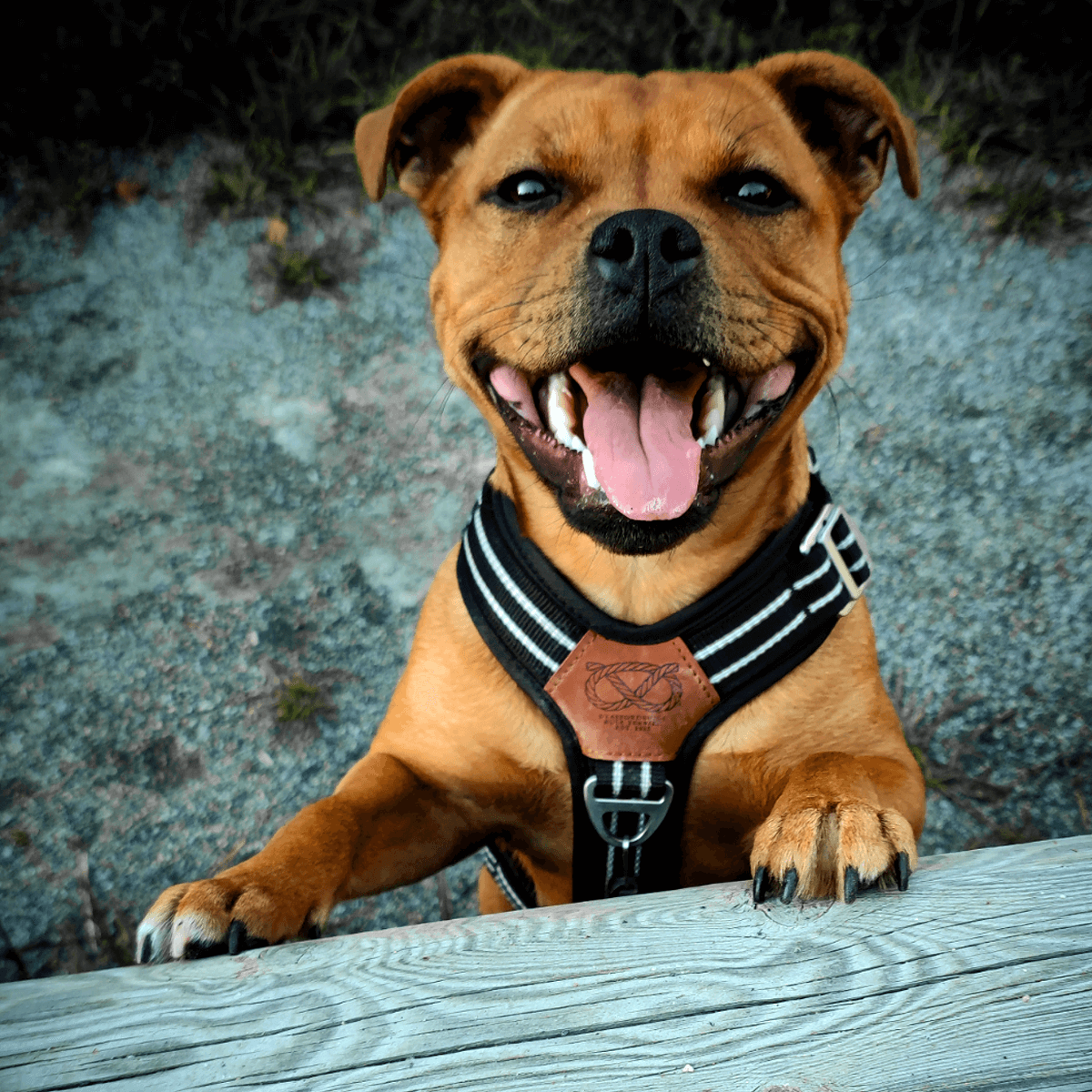 Staffordshire Bull Terrier 1935® Nylon Harness & Leash Set