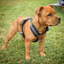 Staffordshire Bull Terrier 1935® Nylon Harness & Leash Set