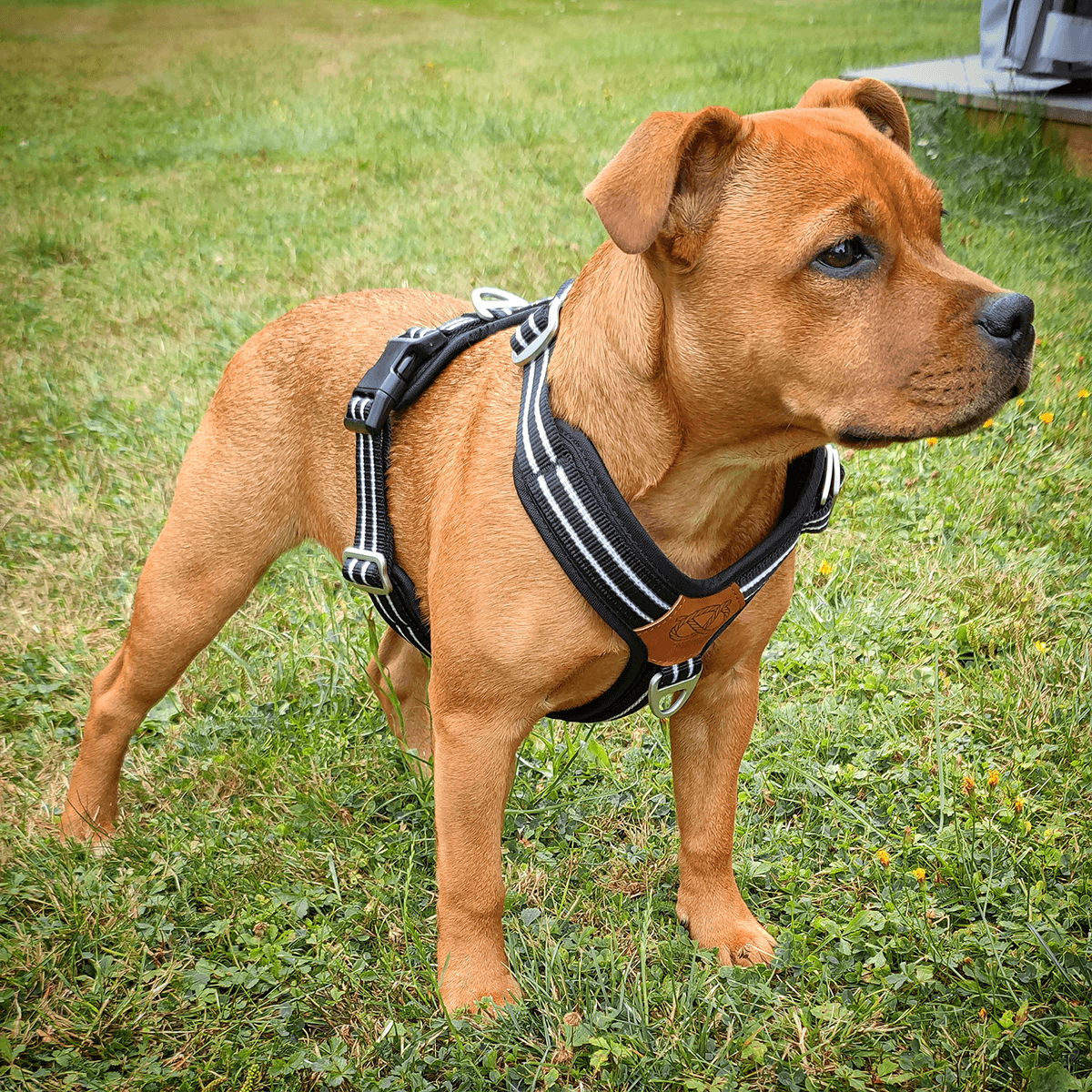 Staffordshire Bull Terrier 1935® Nylon Harness & Leash Set