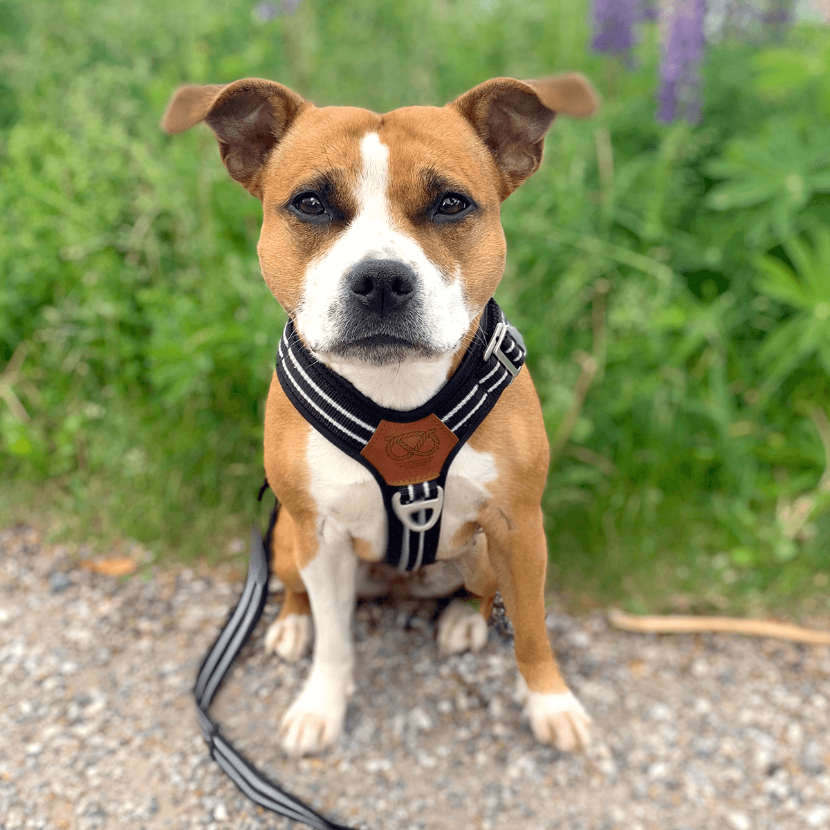 Staffordshire Bull Terrier 1935® Nylon Harness & Leash Set