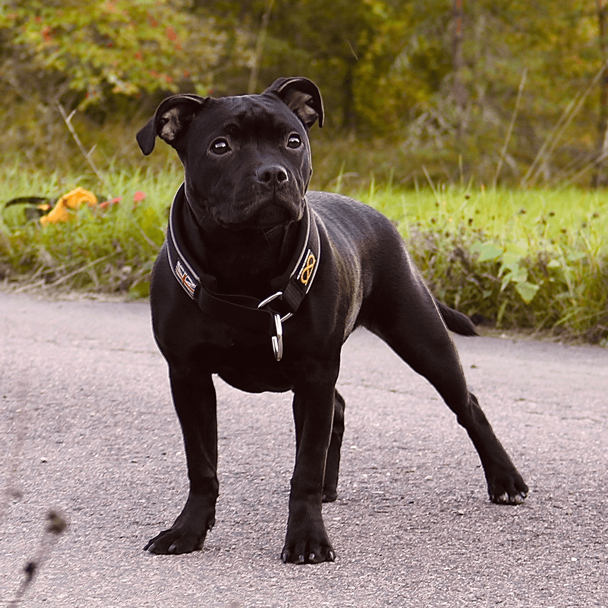 Martingale Collar - Staffordshire Bull Terrier 1935®