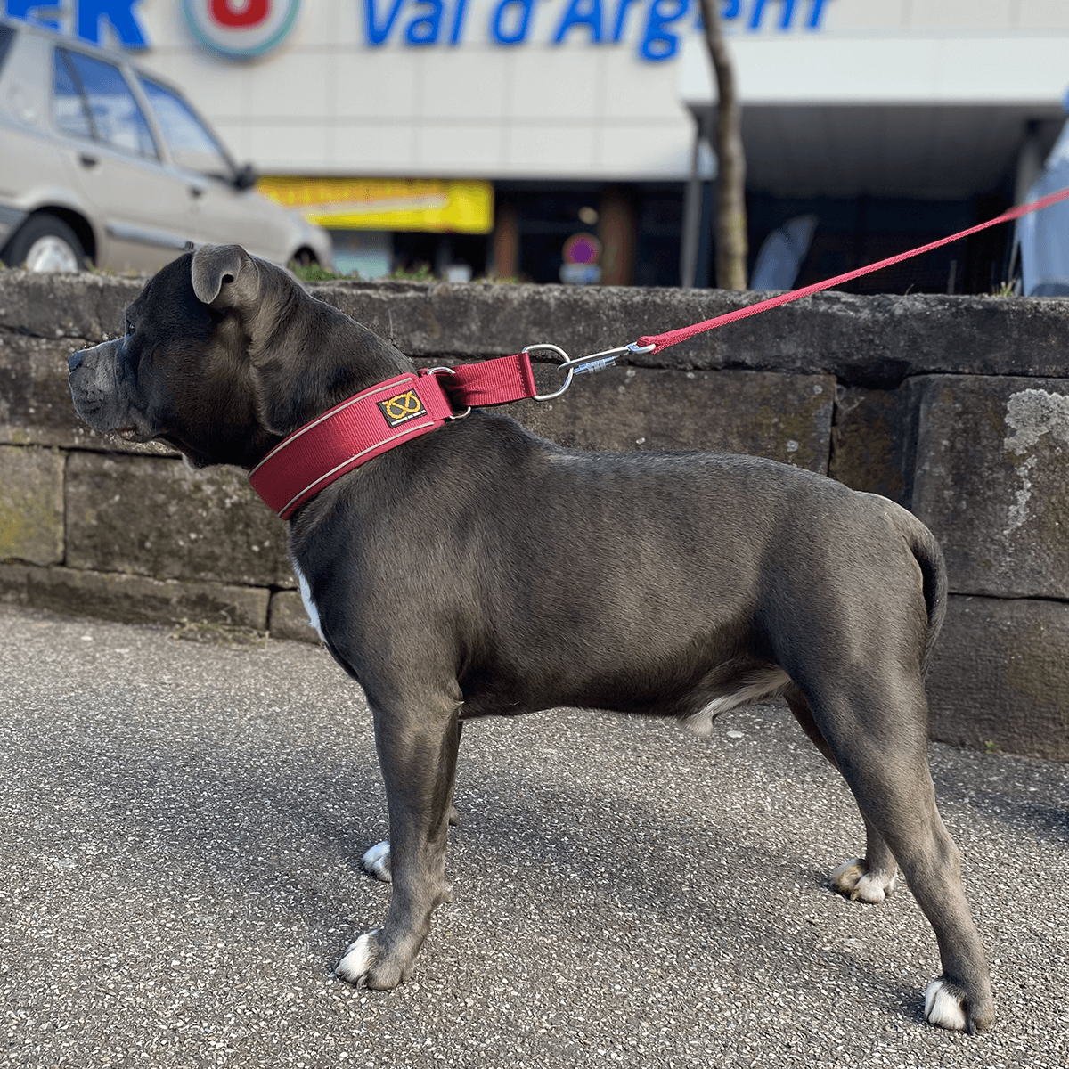 Staffordshire Bull Terrier 1935® Nylon Leash - Burgundy - Carabiner