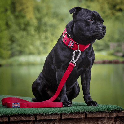 Staffordshire Bull Terrier 1935® Nylonkoppel - Vinröd - Karbinhake