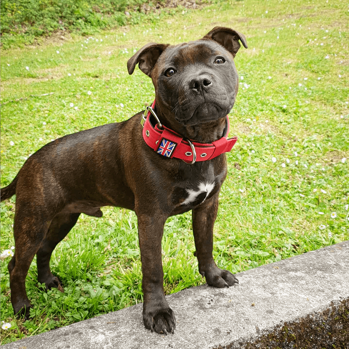 Padded Nylon Collar Staffordshire Bull Terrier 1935®