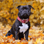 Padded Nylon Collar Staffordshire Bull Terrier 1935®