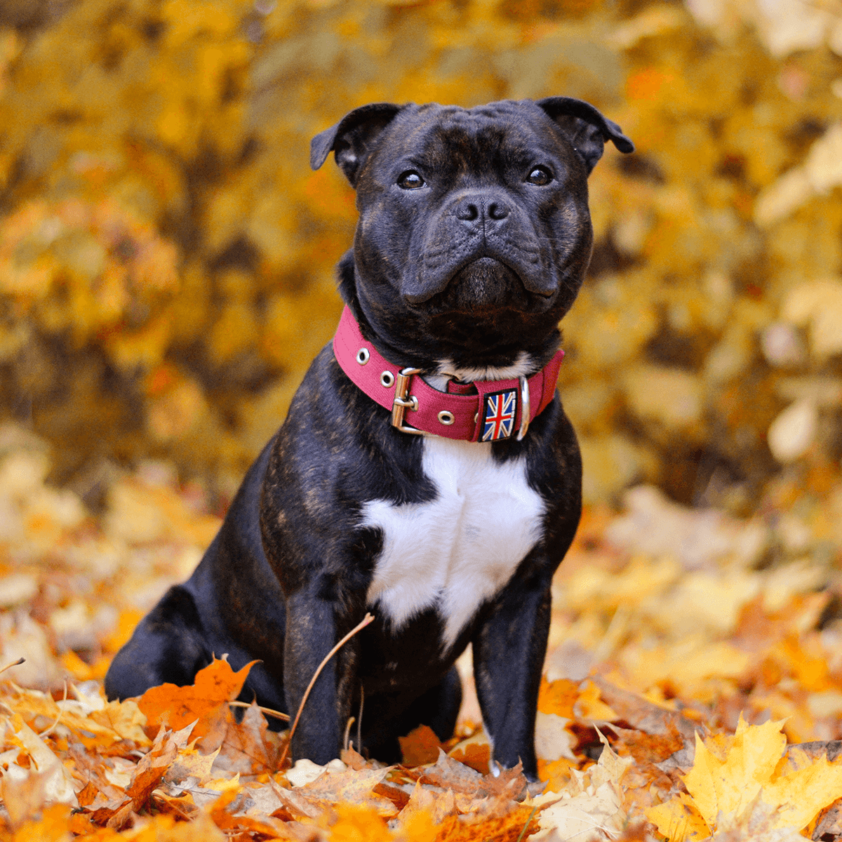 Padded Nylon Collar Staffordshire Bull Terrier 1935®