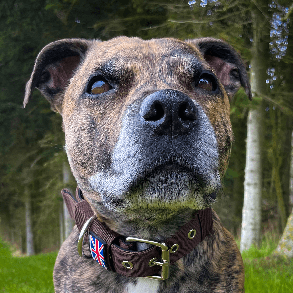 Staffordshire Bull Terrier 1935® Nylon Collar - Chocolate