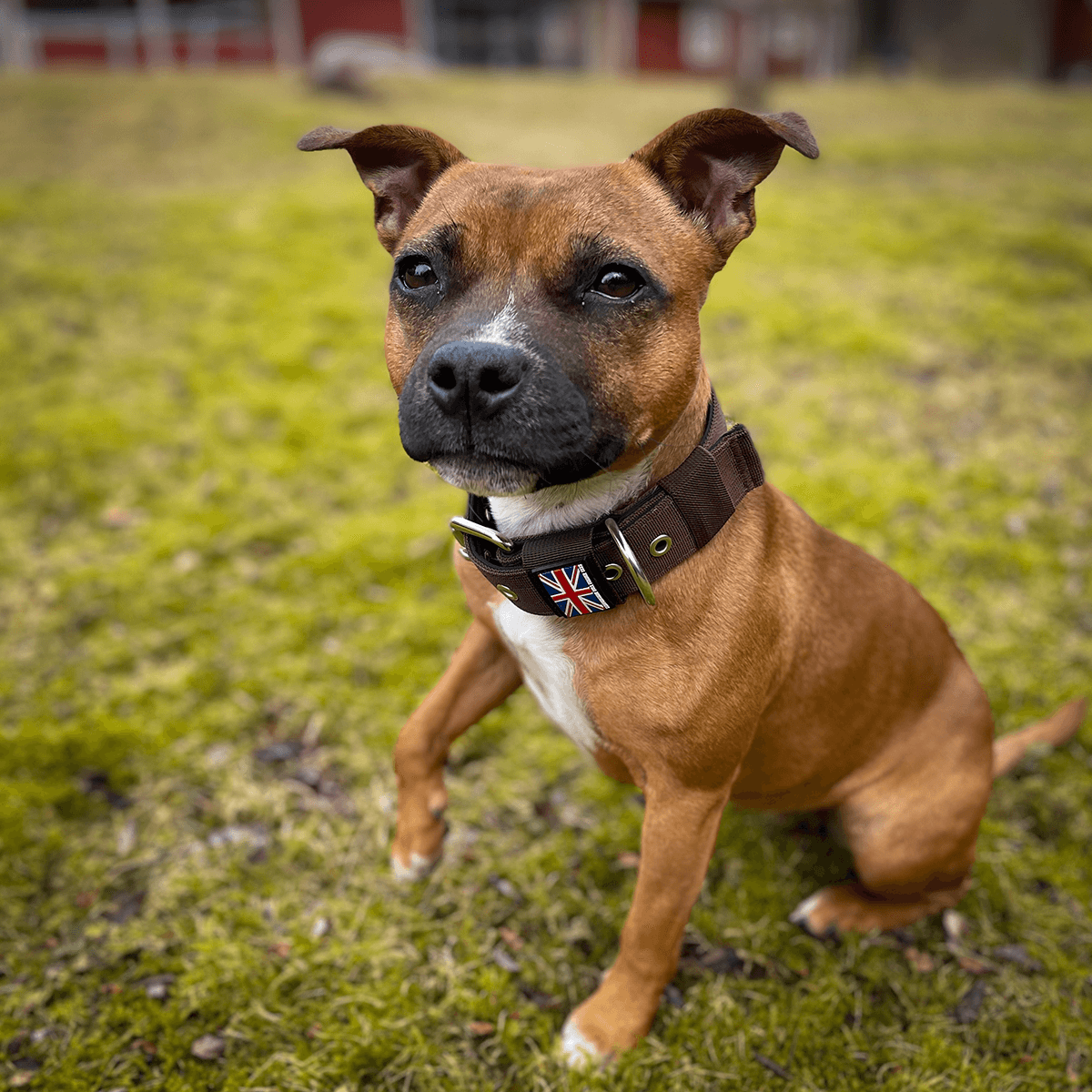 Staffordshire Bull Terrier 1935® Nylon Collar - Chocolate