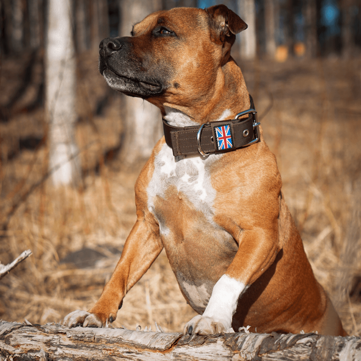 Staffordshire Bull Terrier 1935® Nylon Collar - Chocolate