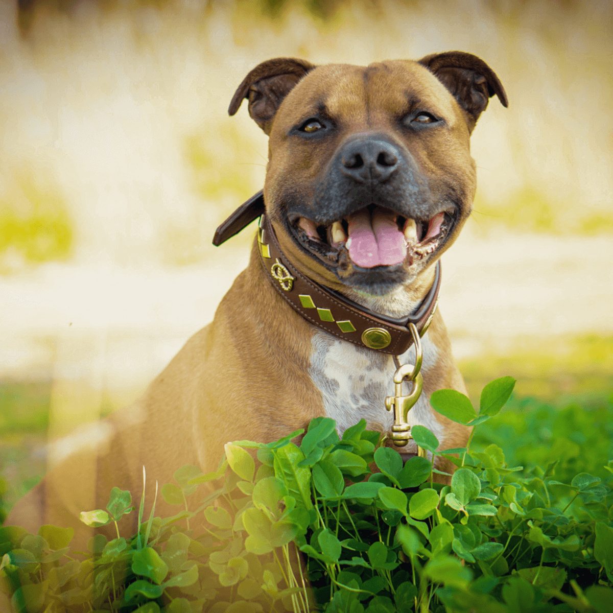 Staffordshire Bull Terrier 1935® Leather Collar & Leash Set - Gentleman Jim - Brown/Gold