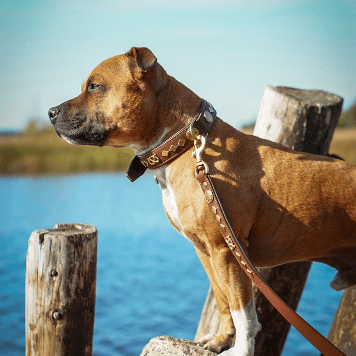 Staffordshire Bull Terrier 1935® Leather Collar & Leash Set - Gentleman Jim - Brown/Gold