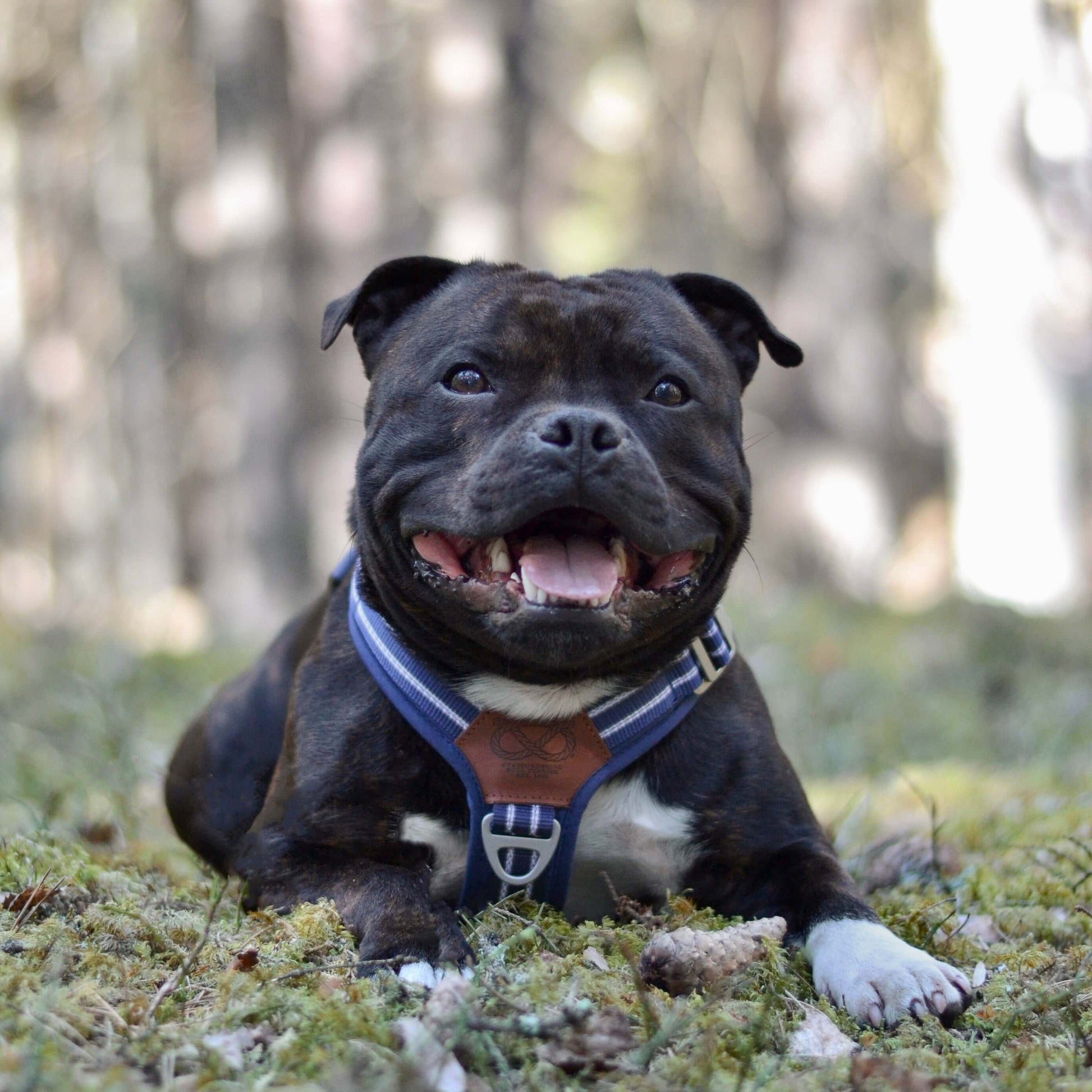 Harness Staffordshire Bull Terrier 1935®