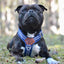 Harness Staffordshire Bull Terrier 1935®