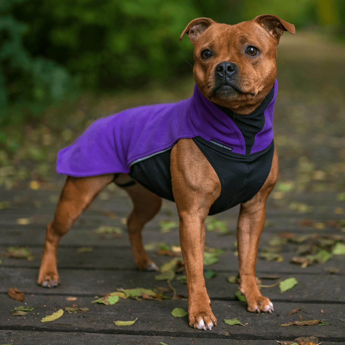 Fleece Coat Staffordshire Bull Terrier 1935®