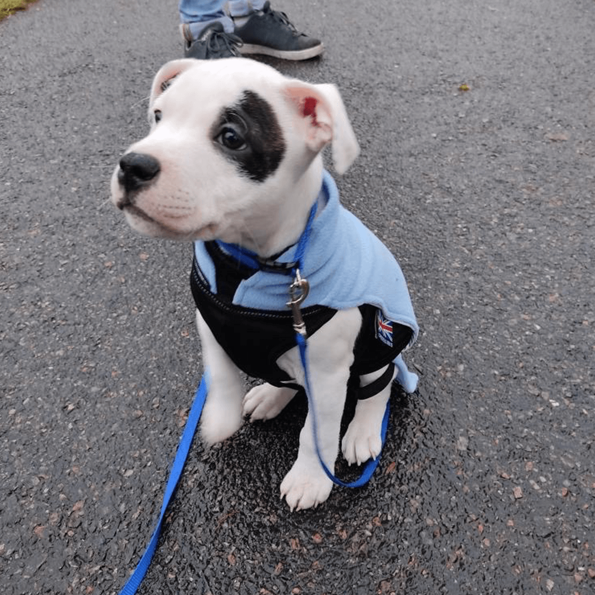 Staffordshire Bull Terrier Puppy Fleece Coat - Staffordshire Bull Terrier 1935®