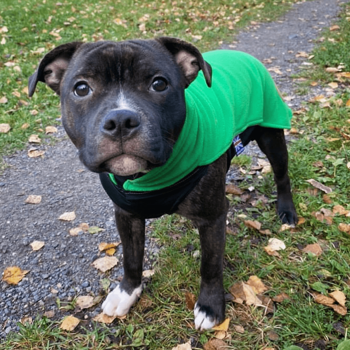 Fleece Coat Staffordshire Bull Terrier 1935®