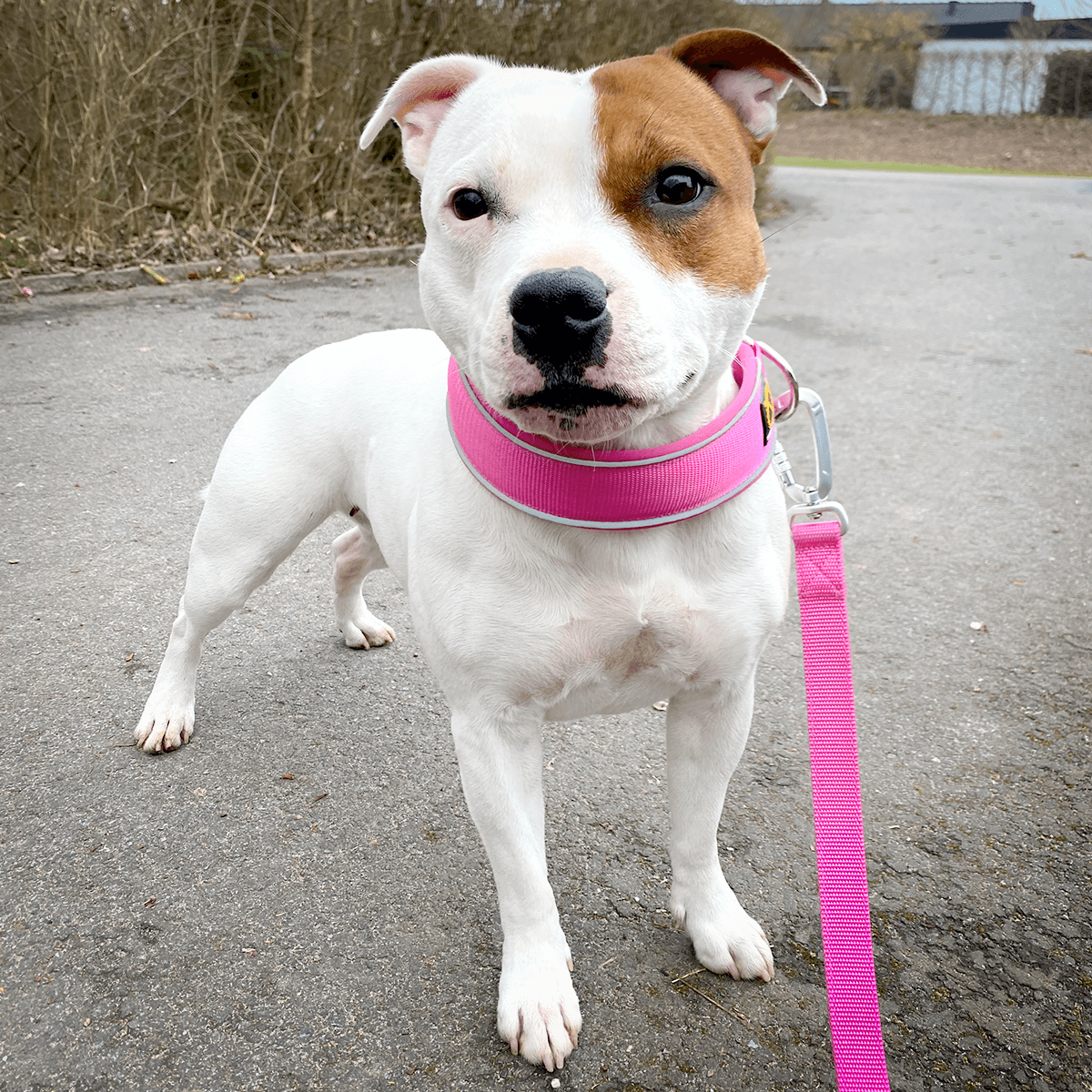 Staffordshire Bull Terrier 1935® Nylon Leash - Fuchsia - Carabiner