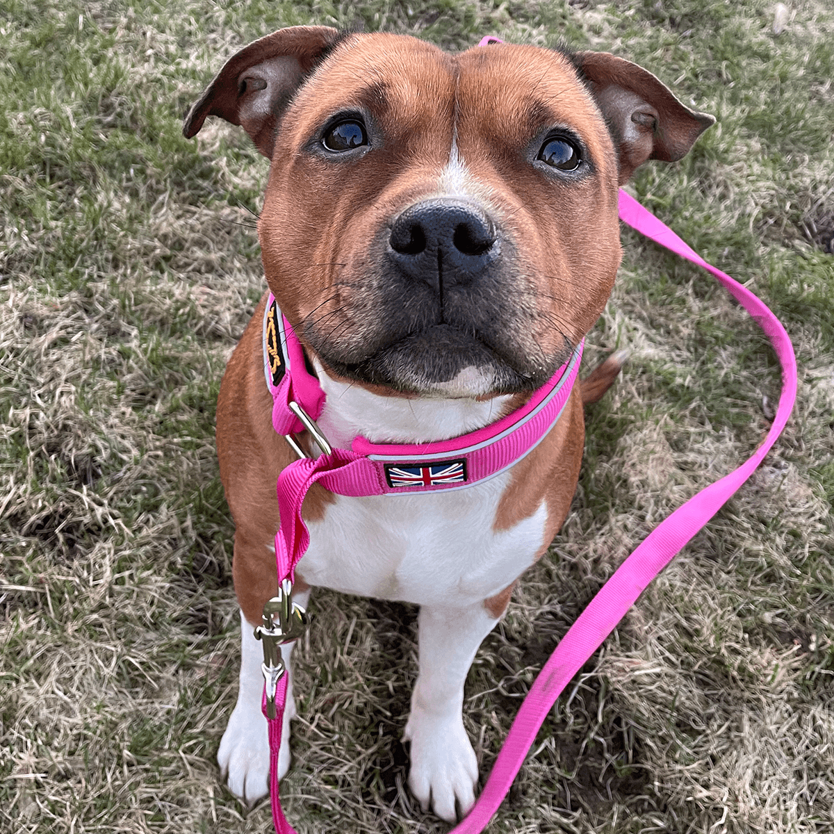 Staffordshire Bull Terrier 1935® Martingale Collar - Fuchsia