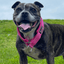 Staffordshire Bull Terrier 1935® Martingale Collar - Fuchsia