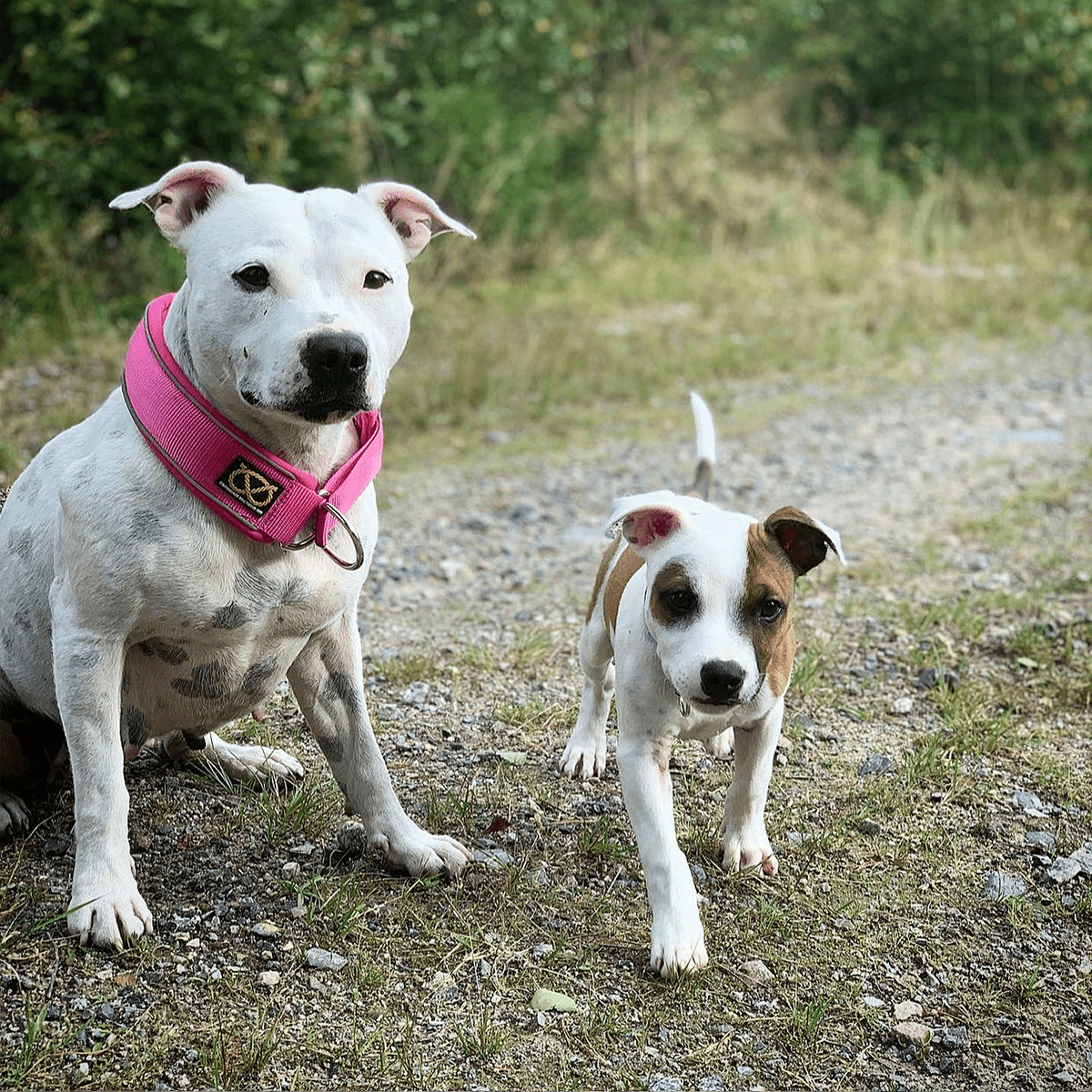 Staffordshire Bull Terrier 1935® Martingale Collar - Fuchsia