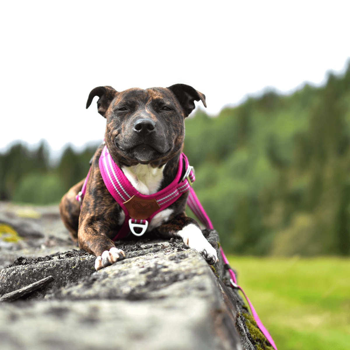 Harness Staffordshire Bull Terrier 1935®