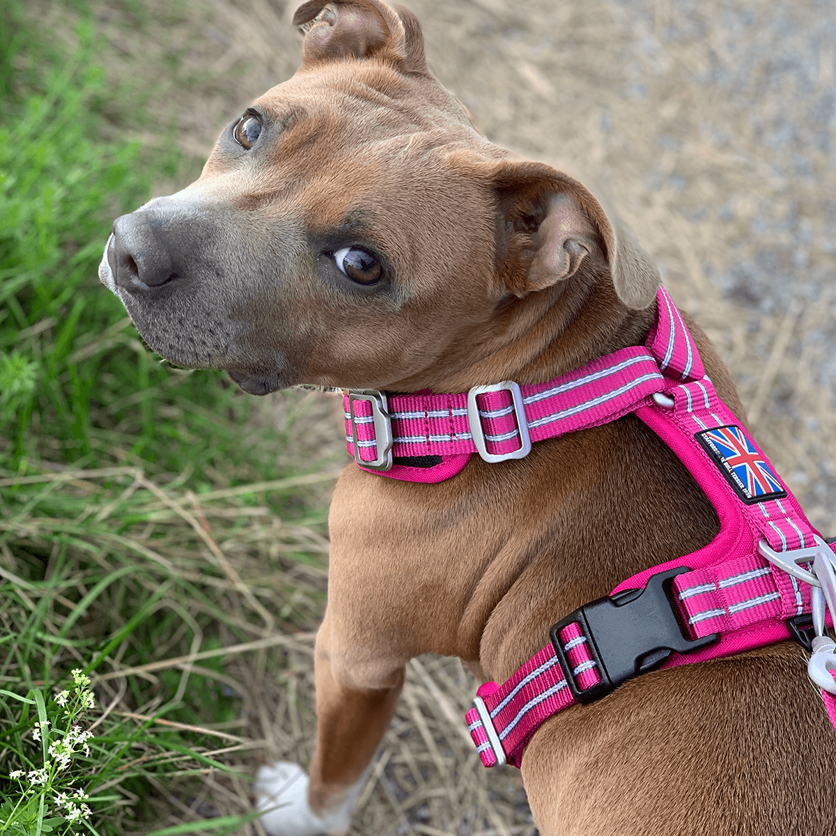 Harness Staffordshire Bull Terrier 1935®