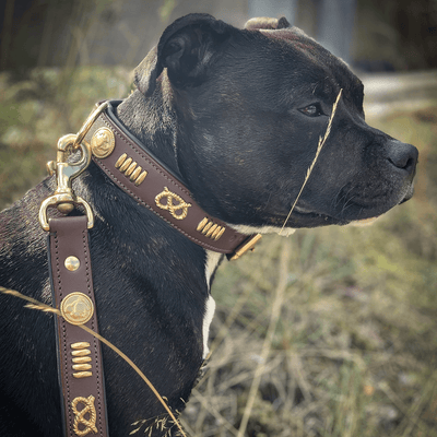 Staffordshire Bull Terrier 1935® Leather Collar & Leash Set - Gladiator - Brown/Gold