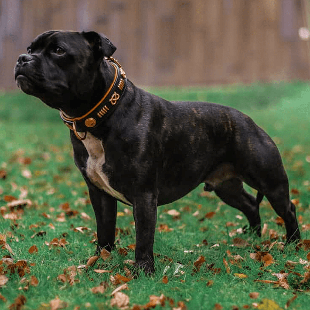 Staffordshire Bull Terrier 1935® Leather Collar & Leash Set - Gladiator - Black & Tan/Rose Gold