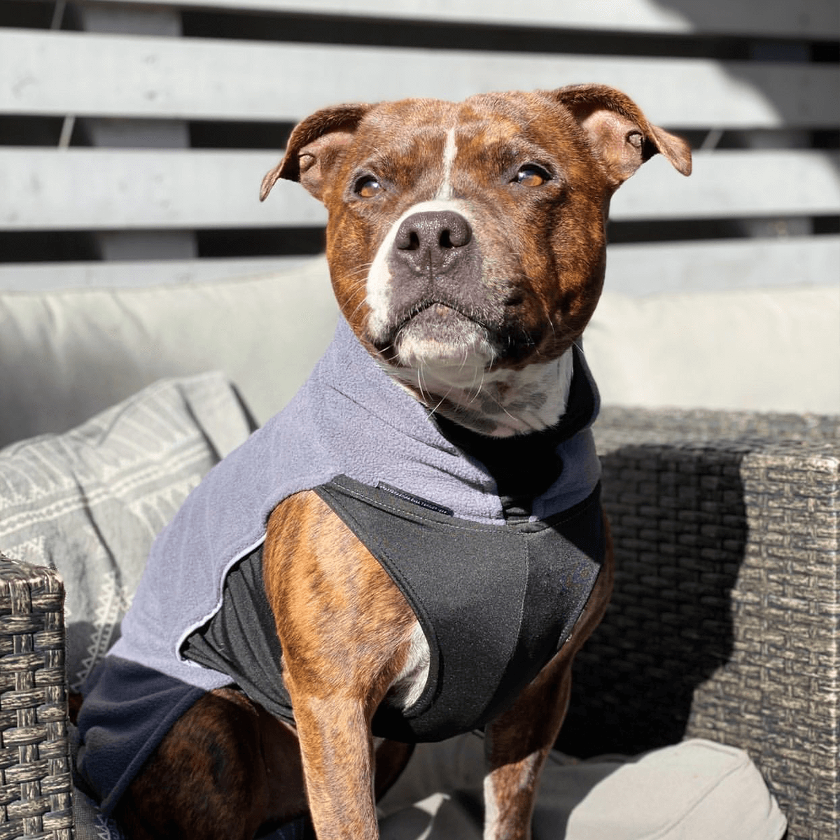 Fleece Coat Staffordshire Bull Terrier 1935®