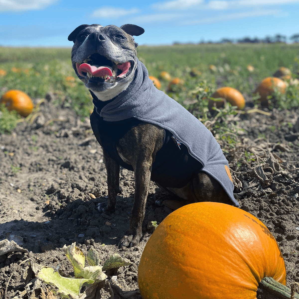 Fleece Coat Staffordshire Bull Terrier 1935®