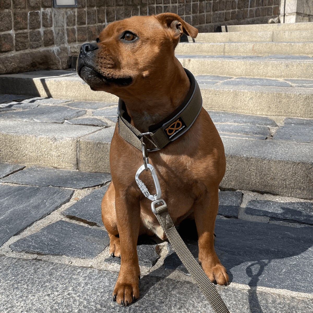 Staffordshire Bull Terrier 1935® Nylon Leash - Green - Carabiner