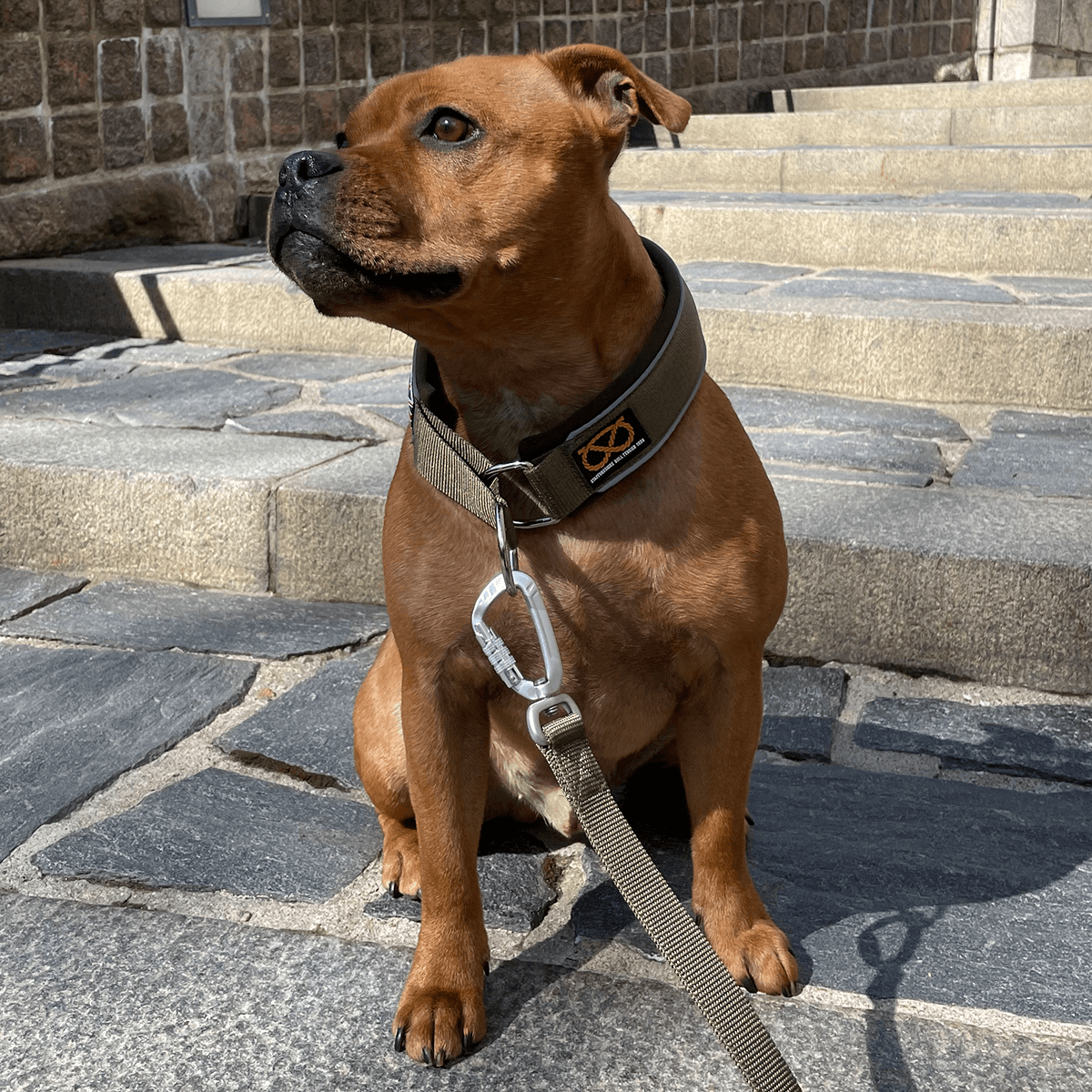 Martingale Collar - Half choke collar - Staffordshire Bull Terrier 1935®