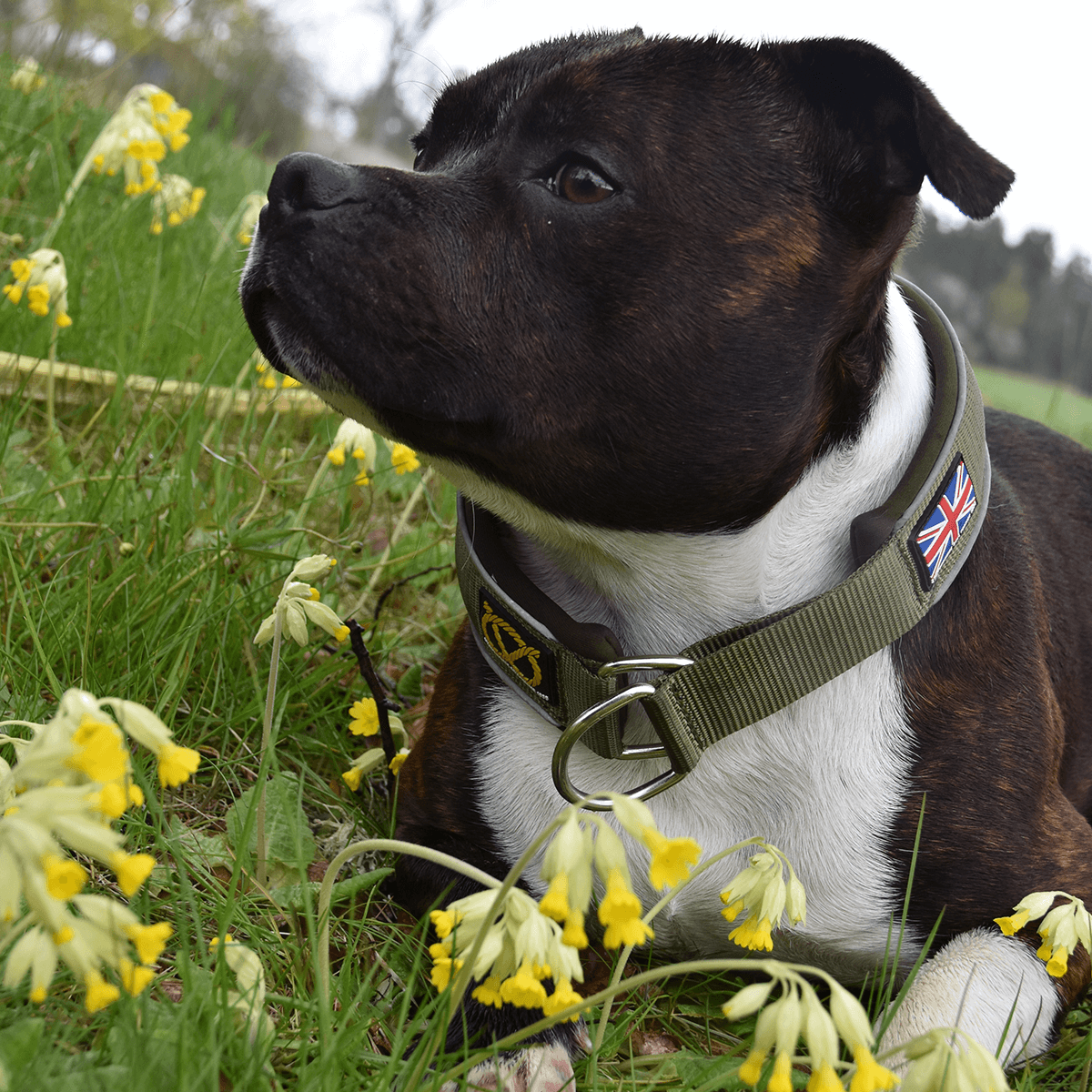 Martingale Collar - Half choke collar - Staffordshire Bull Terrier 1935®