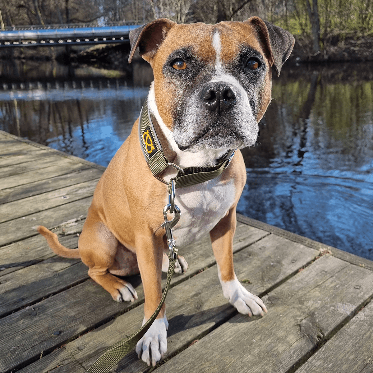 Martingale Collar - Half choke collar - Staffordshire Bull Terrier 1935®