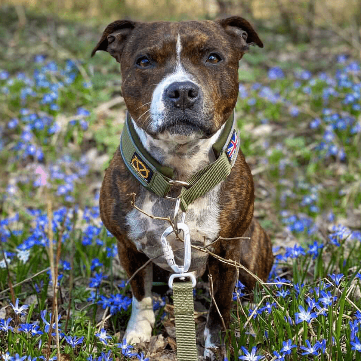 Martingale Collar - Half choke collar - Staffordshire Bull Terrier 1935®