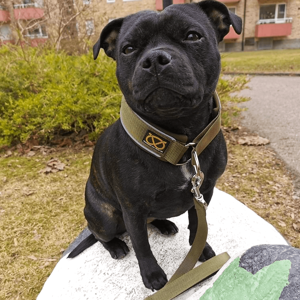 Martingale Collar - Half choke collar - Staffordshire Bull Terrier 1935®