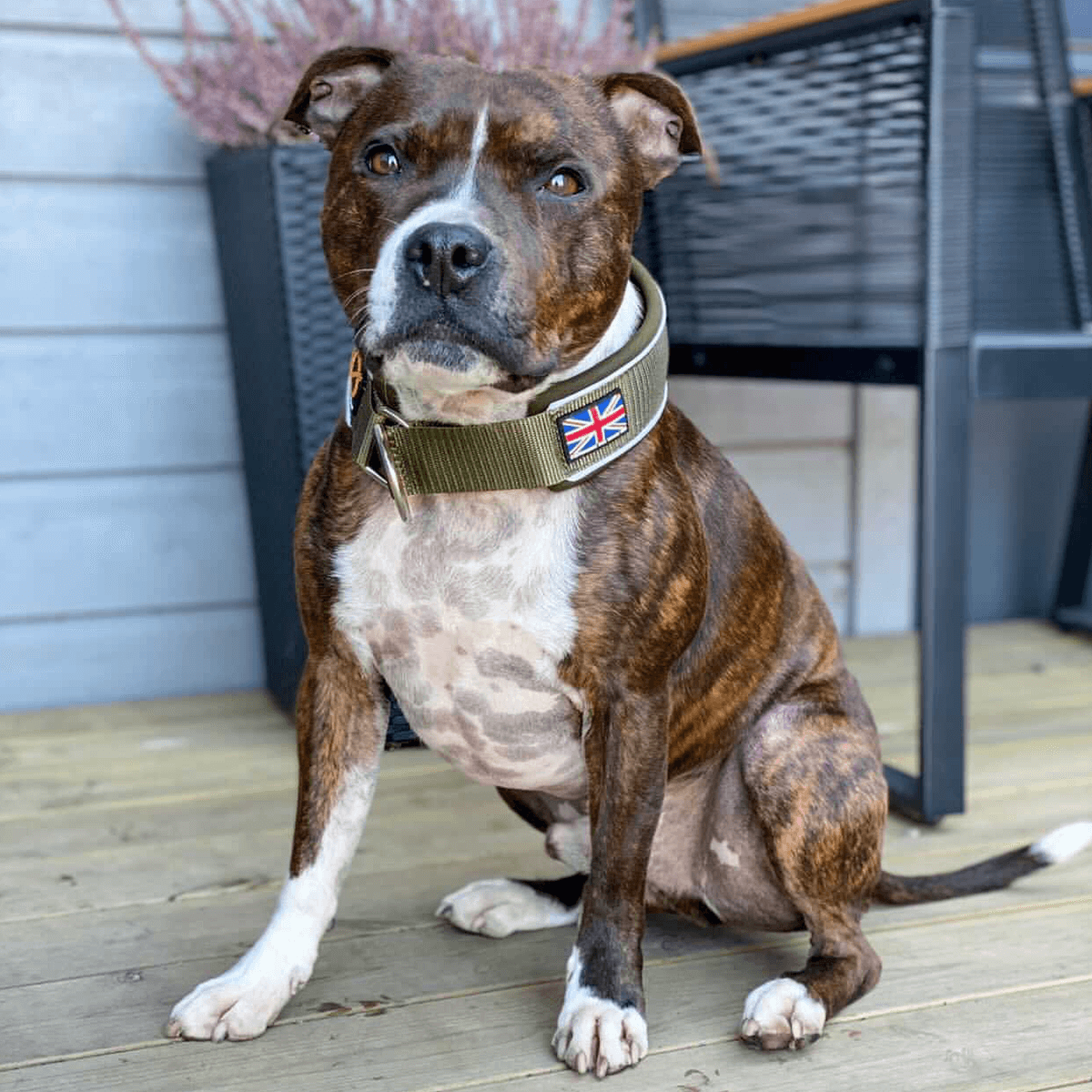 Martingale Collar - Half choke collar - Staffordshire Bull Terrier 1935®