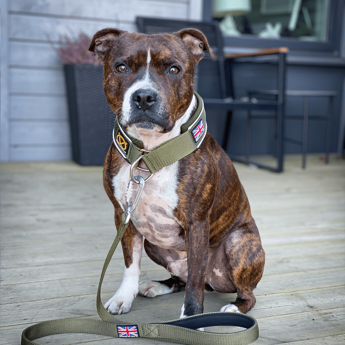 Martingale Collar - Half choke collar - Staffordshire Bull Terrier 1935®