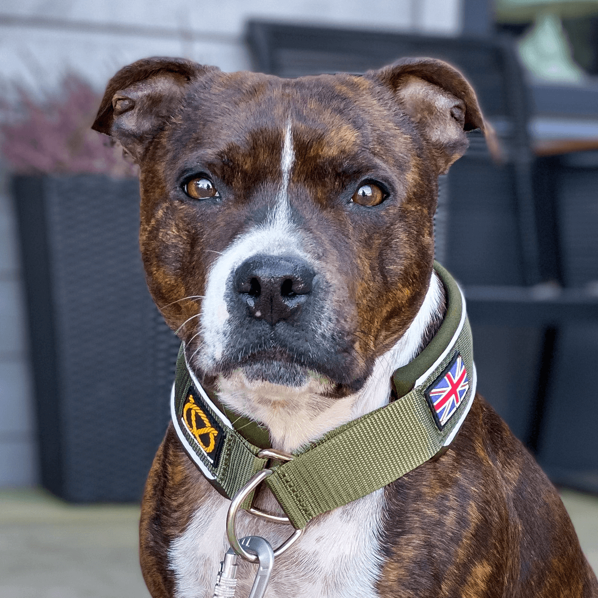 Martingale Collar - Half choke collar - Staffordshire Bull Terrier 1935®