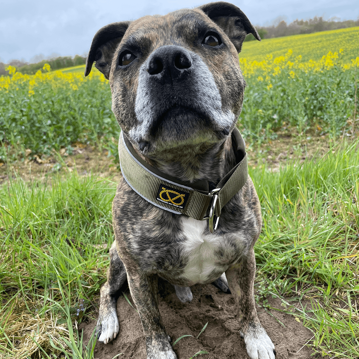 Martingale Collar - Half choke collar - Staffordshire Bull Terrier 1935®