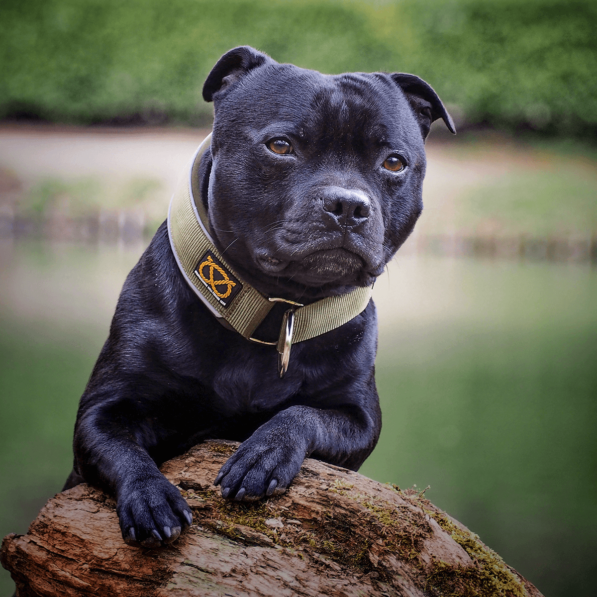 Martingale Collar - Half choke collar - Staffordshire Bull Terrier 1935®