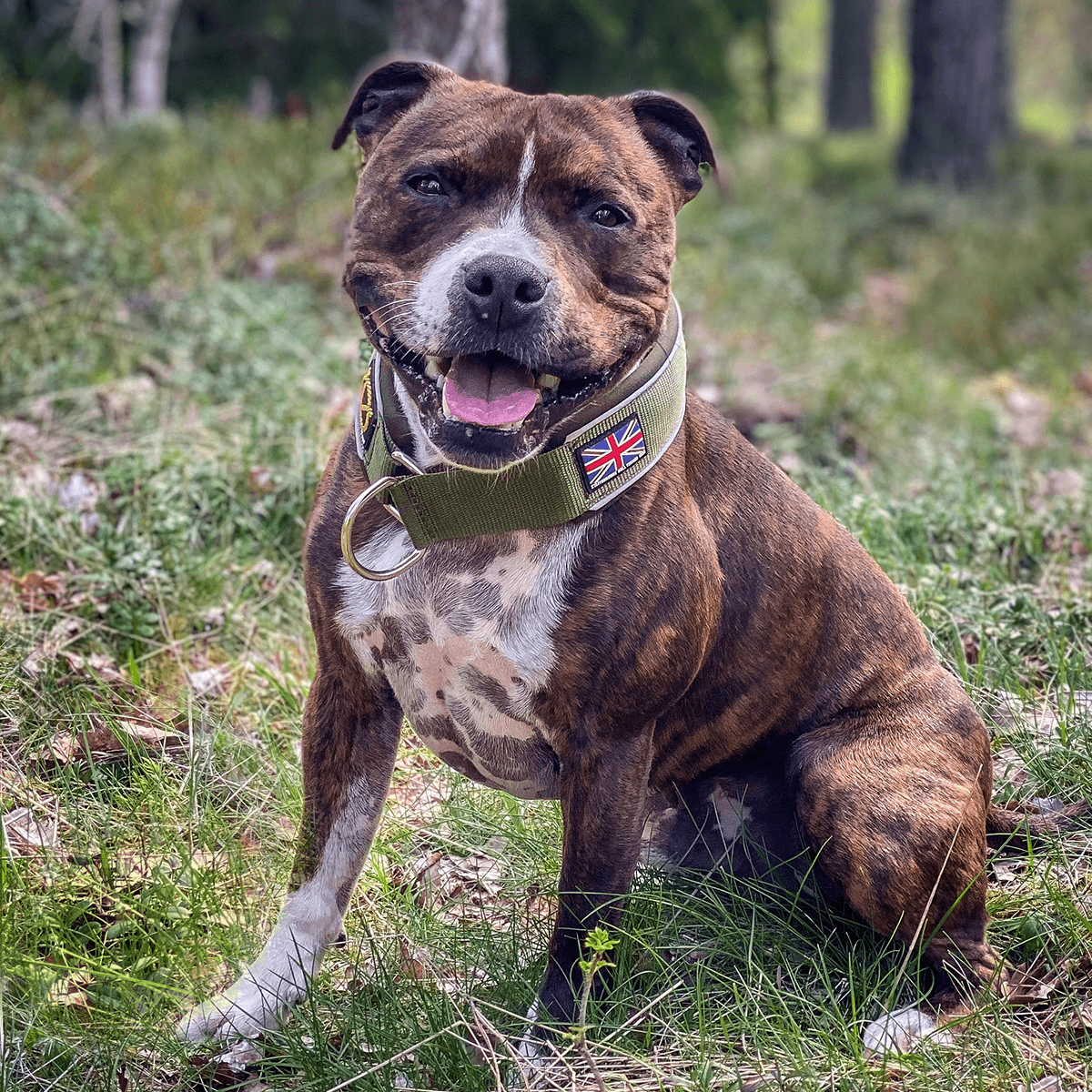 Martingale Collar - Half choke collar - Staffordshire Bull Terrier 1935®