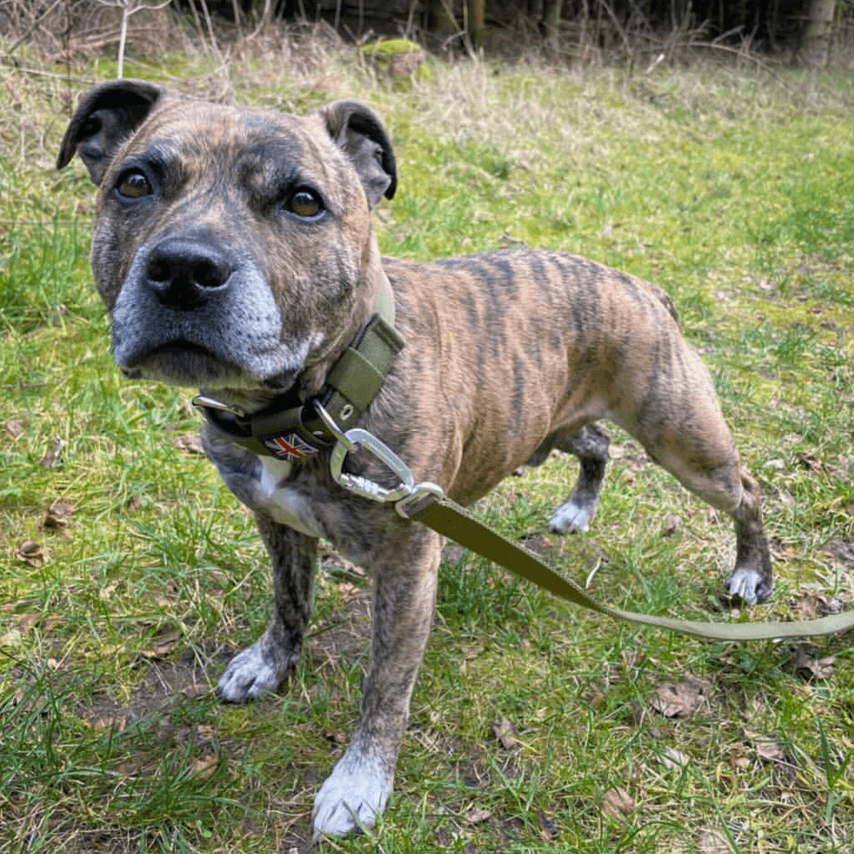 Staffordshire Bull Terrier 1935® Nylon Leash - Green - Carabiner