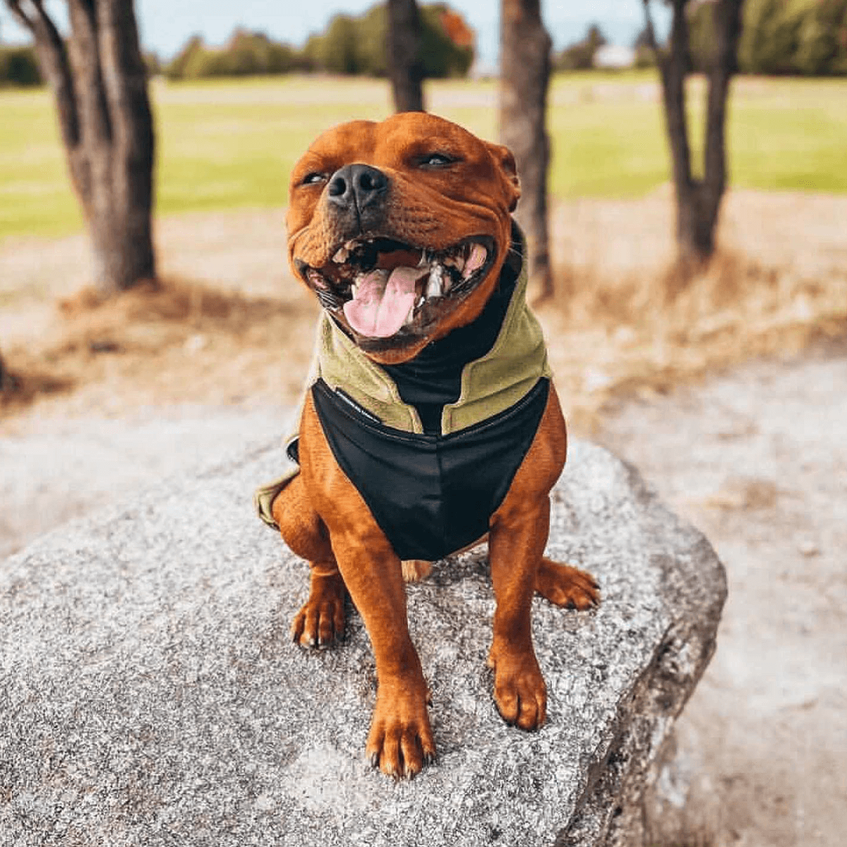 Fleece Coat Staffordshire Bull Terrier 1935®